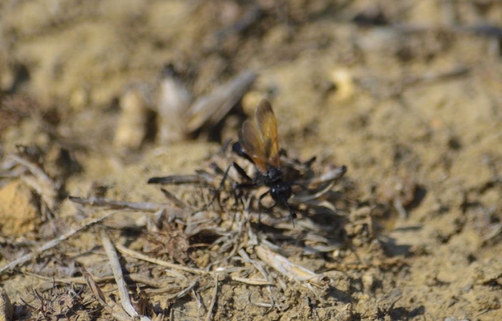 Sphecidae: Ammophila heydeni heydeni e sfecide indet. (cfr.)